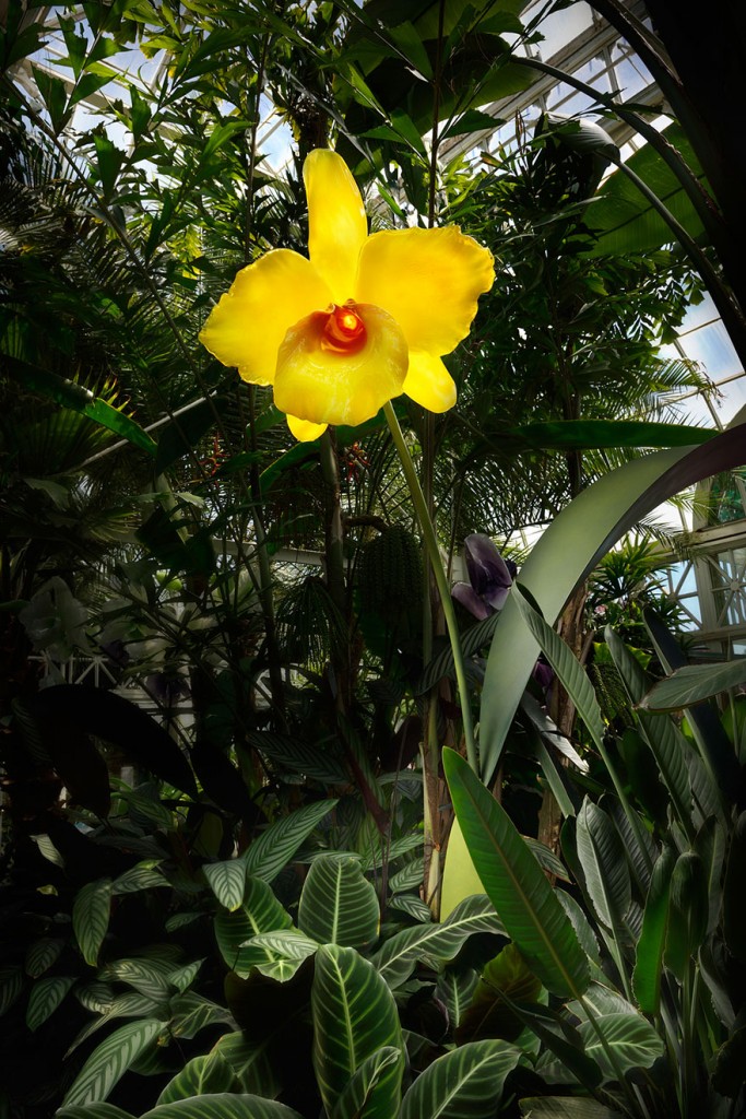 An Artist Became Famous by Using Glass to Make Wonderful Flowers