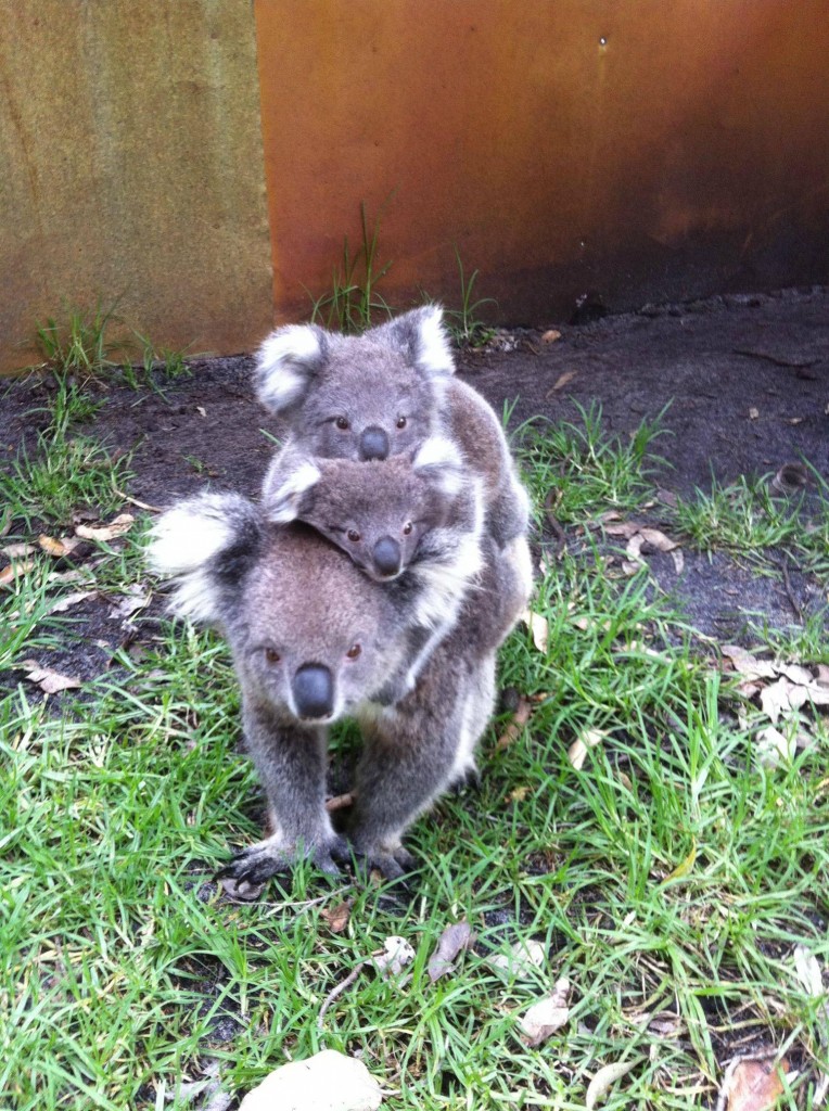 Cute Baby Koalas In 22 Pictures The Last One Will Be Your Favorite