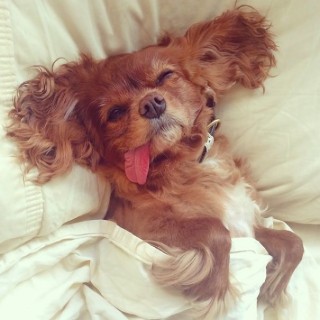 This is Toast and He is the Cutest Cavalier King Charles Spaniel You’ve ...