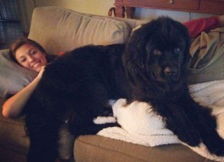 25 Huge Dogs Who Still Think They Are Cute Little Puppies