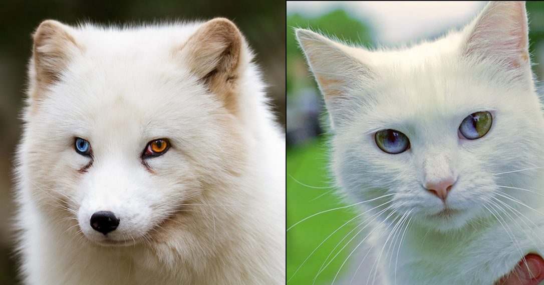 26 Unusual and Amazingly Cute Animals With Different Colored Eyes That