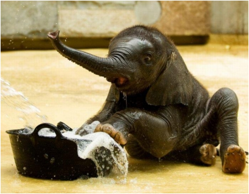 Cuteness Overload: 45 Way Too Cute Wild Baby Animals