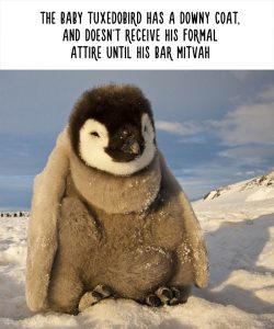 30 "Facts" About Animals To Make You Laugh