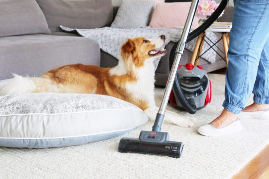 Cleaning Tips for Pet Owners