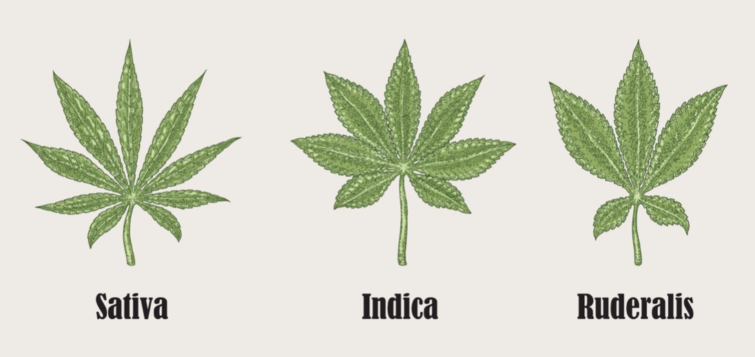 3 Types of Cannabis and How to Use Them