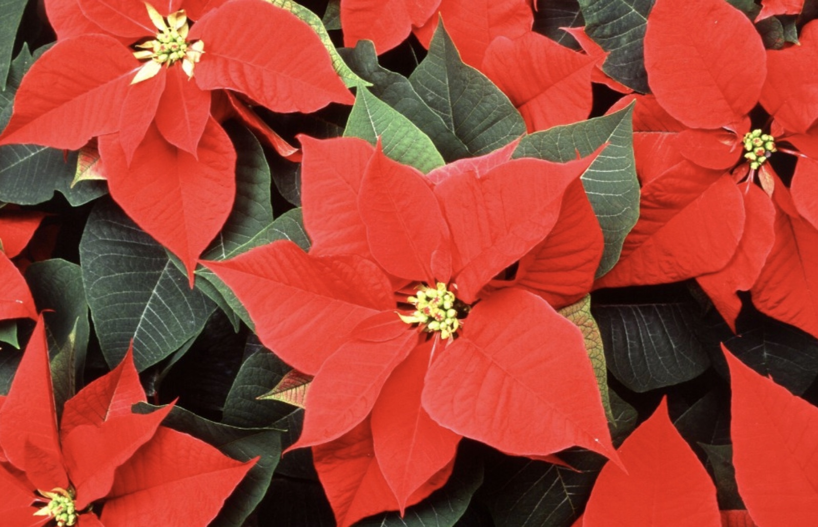 buying-a-poinsettia-this-holiday-5-care-tips-to-encourage-a-rebloom