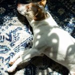 white and brown short coated dog lying on blue and white textile