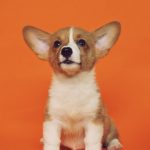 short-coated brown and white puppy