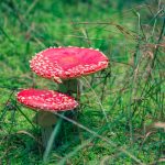 a couple of red mushrooms sitting on top of a lush green field