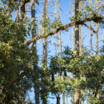 green trees under blue sky during daytime