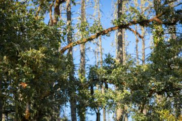 green trees under blue sky during daytime