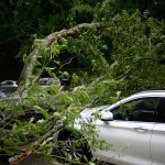 white car parked near green trees during daytime