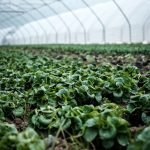 closeup photography of green plant inside green house