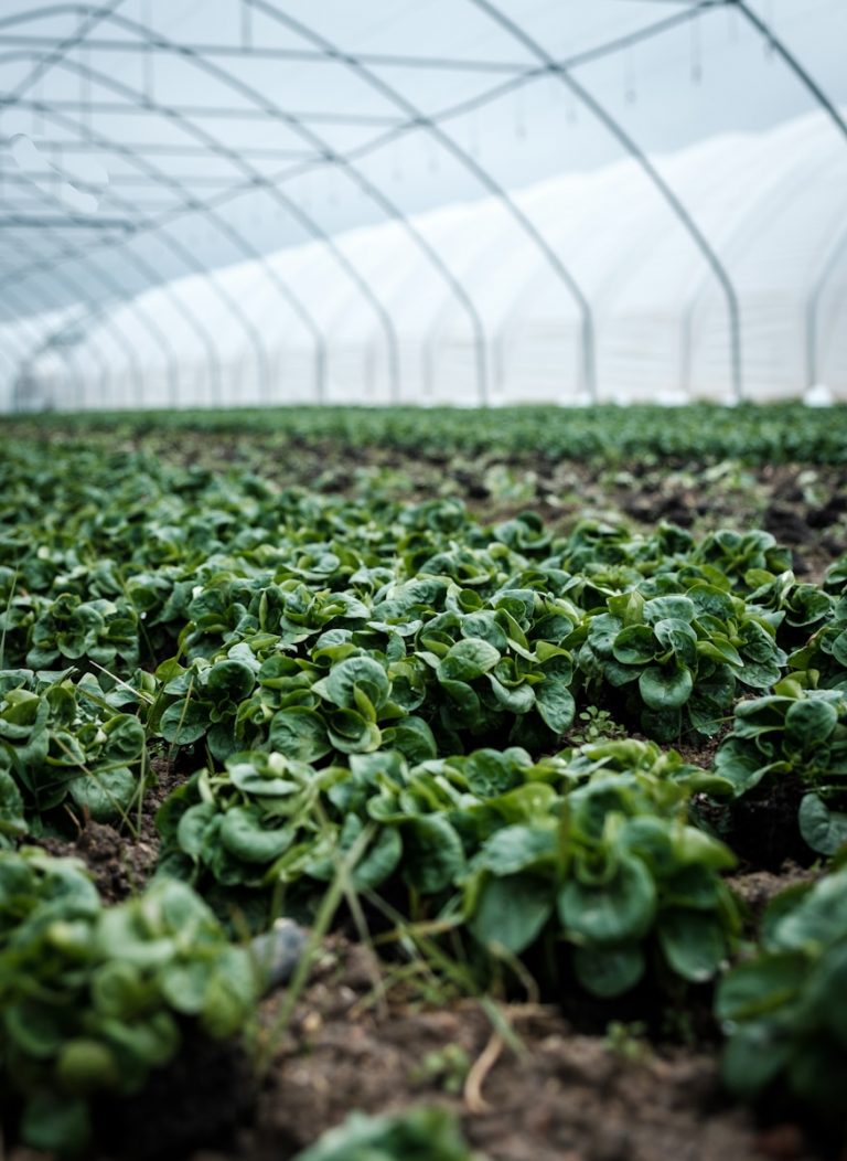 closeup photography of green plant inside green house