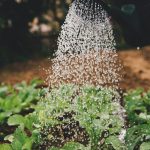 person watering plant