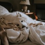 photo of medium white dog lying on white blanket