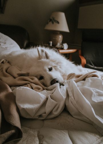 photo of medium white dog lying on white blanket