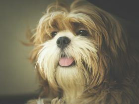 photo of adult Yorkshire terrier