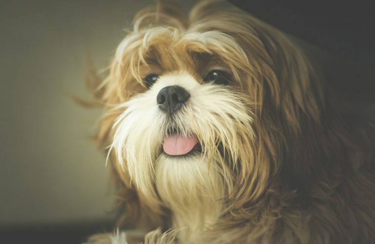 photo of adult Yorkshire terrier