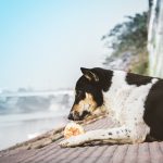 a black and white dog laying on the ground eating a piece of pizza