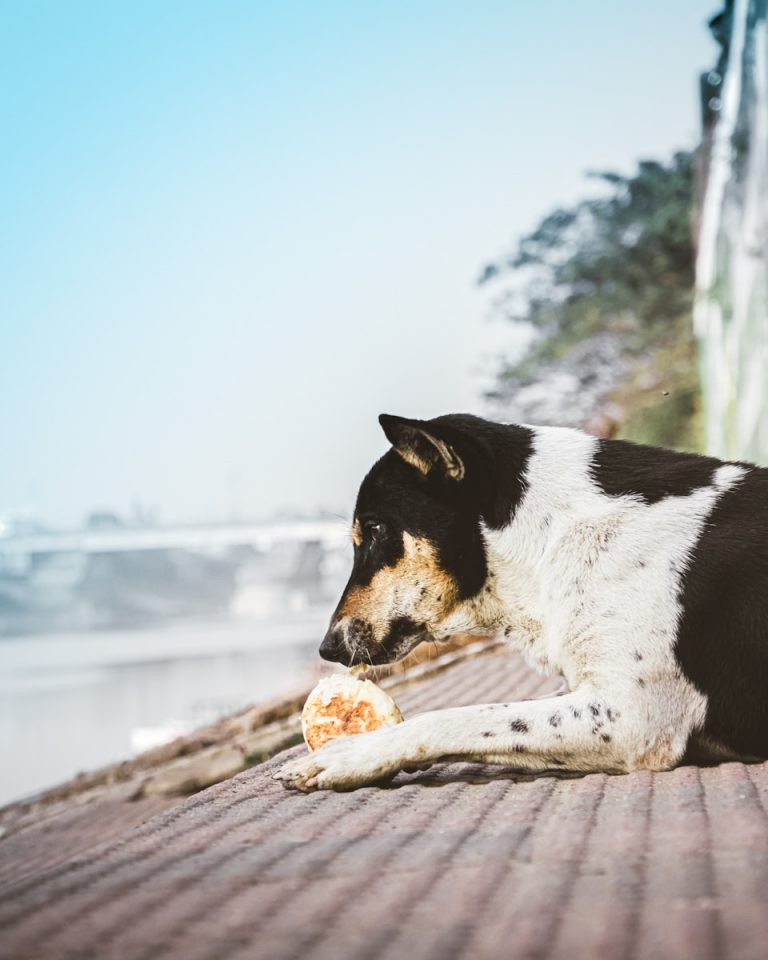 a black and white dog laying on the ground eating a piece of pizza