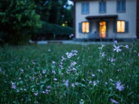 field of purple flower beside house