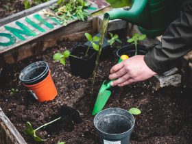 person holding green plastic shovel