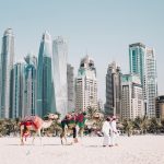 camels on beach sands