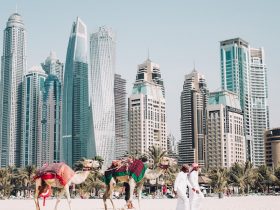 camels on beach sands