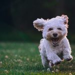 shallow focus photography of white shih tzu puppy running on the grass