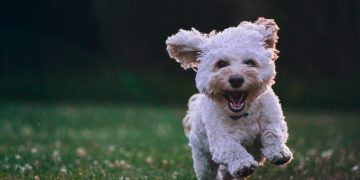 shallow focus photography of white shih tzu puppy running on the grass