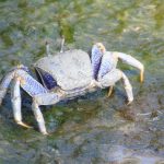 a blue crab sitting on top of a body of water