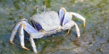 a blue crab sitting on top of a body of water