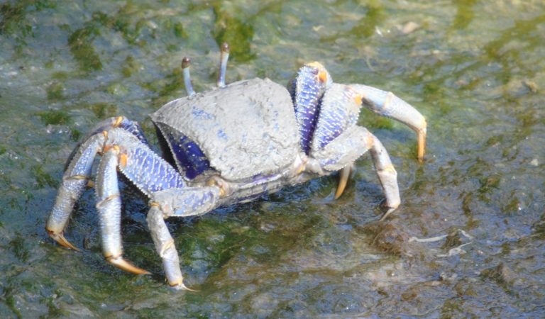 Do Crabs Have Eyebrows? The Surprising Truth About These Weird Creatures